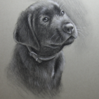 Houtskool tekening van een hond