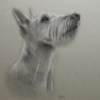 Houtskool tekening van een hond