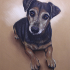 Pasteltekening van een hond (Jack Russell)