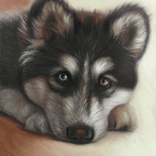 Tekening husky