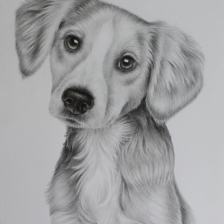 Tekening hond