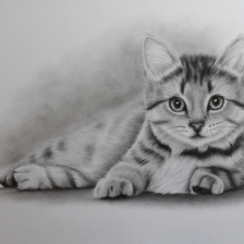 Tekening kat