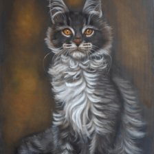 Schilderij Maine Coon