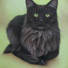 Tekening pastel Maine Coon