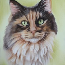 Tekening pastel Maine Coon