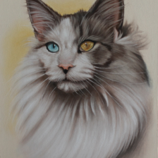 Tekening pastel Maine Coon