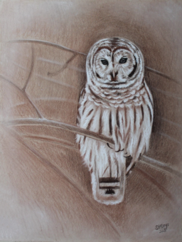 Tekening witte uil