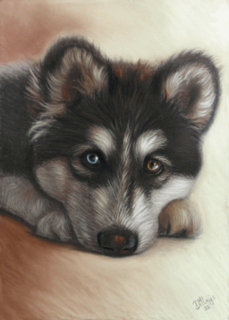 Tekening husky