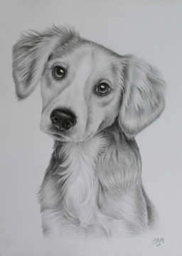 Tekening hond