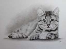 Tekening kat