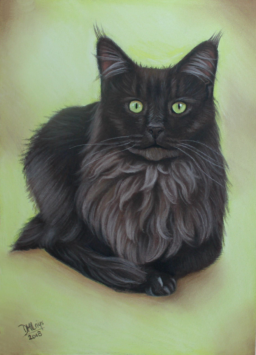 Tekening pastel Maine Coon